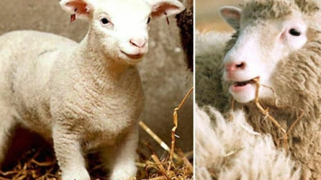 24zampe | Nell'anniversario di Dolly, Coldiretti lancia l'allarme ... - ilsole24ore.com