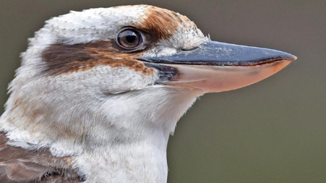 Dr. Giuseppe MAZZA Journalist - Scientific photographer > Dacelo