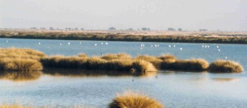 Do&ntilde;ana, la m&aacute;s bella y amenazada joya natural e Europa.