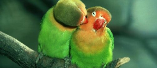 Especies ex&oacute;ticas. Public Domain.