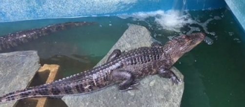 Photo alligators found on Thousand Oaks property screen capture from Twitter video/Gary Pentis