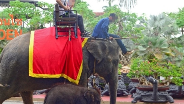 La crudelt&agrave; dietro un selfie: quando per il turista si maltrattano