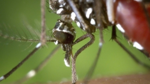 Curiosit&agrave;: 'Perch&egrave; alcune persone vengono punte dalle zanzare e altre no?... - bimbonaturale.org
