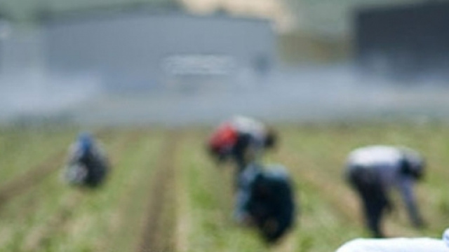 L'espandersi del caporalato agricolo