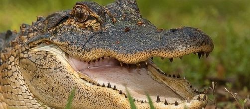 Alligator eating plane crash victim spotted by news copter over scene in swamp. Photo: Youtube Screenshot