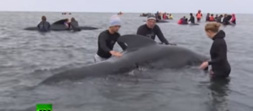 Volunteers try to rescue dozens of whales (Image credit RT | YouTube