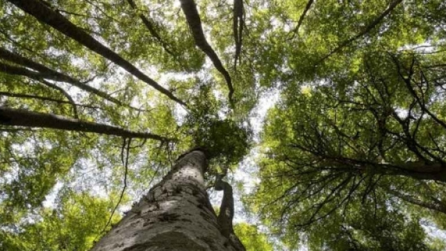 Faggete Vetuste del Parco Nazionale d'Abruzzo verso il ... - marsicanews.com