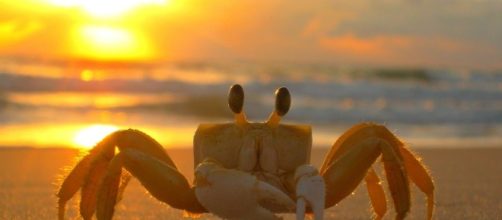 Astrology Report [Image source: Youtube Screen grab]