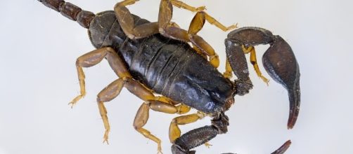 Free photo: Scorpio, Black Scorpion - Free Image on Pixabay - 1635428 - pixabay.com