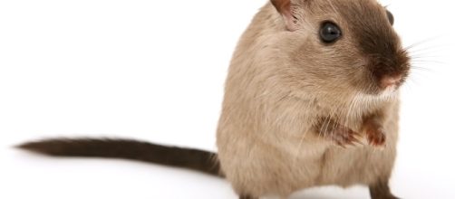 Rat - Free images on Pixabay - pixabay.com