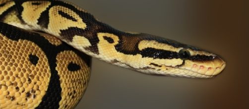 Snake - Free images on Pixabay - pixabay.com
