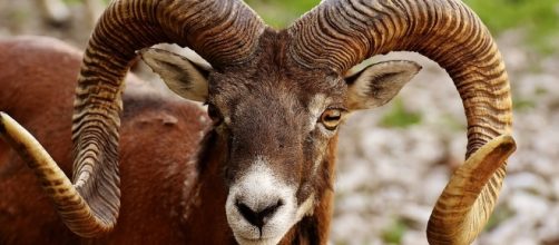 Sometimes you just have to do what you do best Aries...divide and conquer - Images via pixabay.com