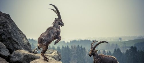 Free photo: Capricorn, Rock, Animal, Mountains - Free Image on ... - pixabay.com