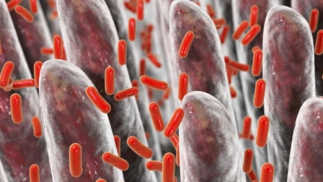 intestinali e malattie del cervello: come sono correlati ... - pazienti.it