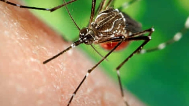 La puntura di una zanzara ha effetti disastrosi su una donna