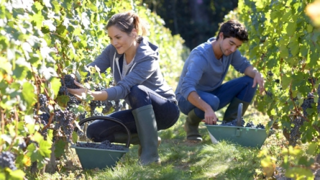 Occupazione giovanile in agricoltura in Italia - Non sprecare - nonsprecare.it