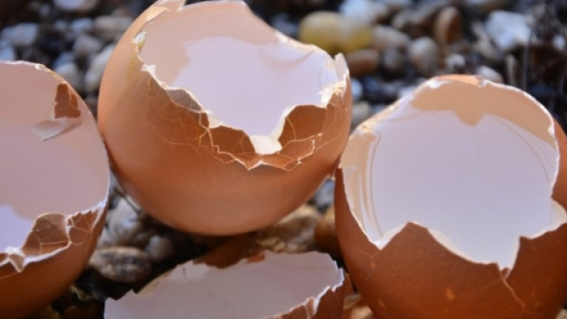 Uova contaminate presenti anche in Italia