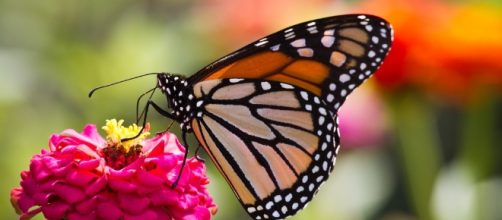 Butterfly | Conal Gallagher | Flickr - flickr.com Providence End Game 53