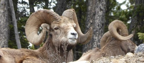 Free photo: Capricorn, Ungulate, Horn, Canada - Free Image on ... - pixabay.com