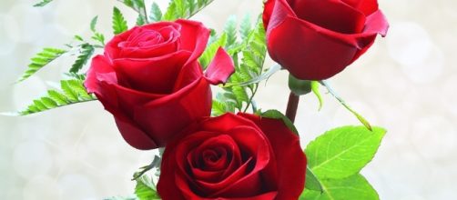 Take time to smell the roses Aquarius--life isn&rsquo;t running away from you. - Image via pixabay.com