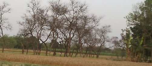 Global warming effect (credit &ndash; Sourav Kushwaha &ndash; wikimediacommons)