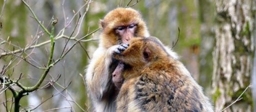 Researchers discover areas in monkey brain that are involved in face recognition [Image: Pixabay]