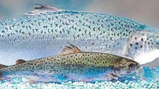 Canada approva la vendita di salmone geneticamente modificato - pesceinrete.com