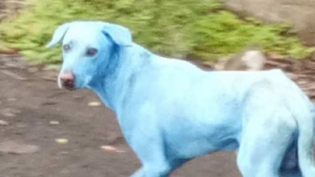 Cani blu a Mumbai in India a causa dell'inquinamento