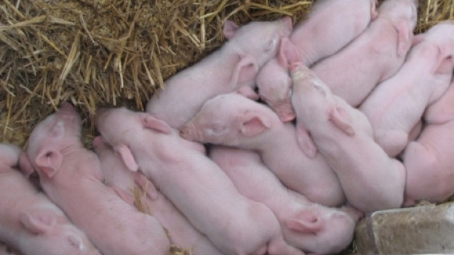 Creati cuccioli di maiale con DNA modificato per favorire i trapianti sull'uomo.