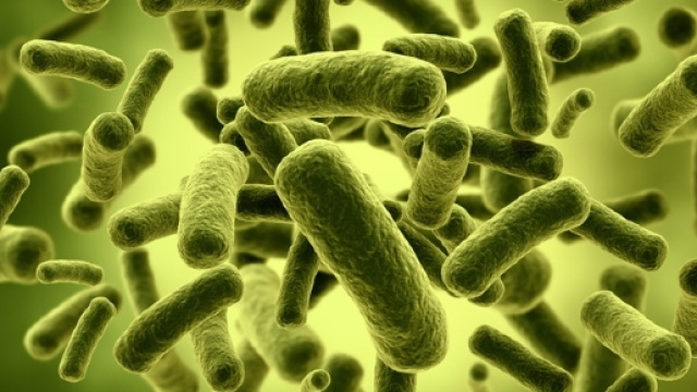 La flora batterica intestinale.