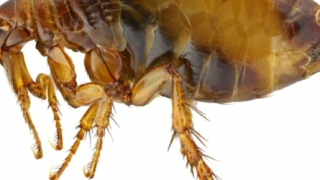 Peste nera dalle pulci infette.