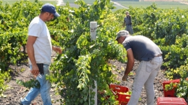 Vendemmia 2017 nell'Azienda Agricola G.Milazzo di Campobello di Licata, in Sicilia, provincia Agrigento