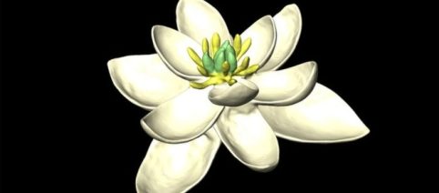 New study reveals what the world's first flower may have looked like