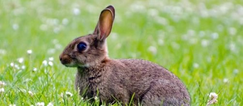 Brown, Rabbit - Free images on Pixabay - pixabay.com