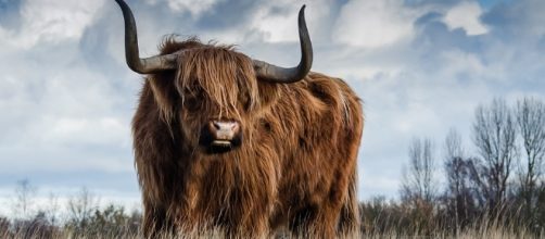 Bull - Free images on Pixabay - pixabay.com