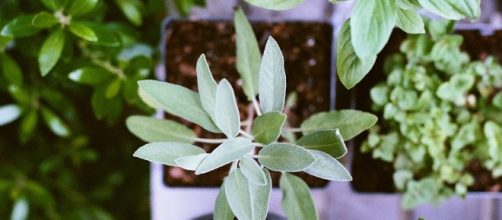 Here are seven ways plants can be used to better our environments and overall health - Image via pixabay.com