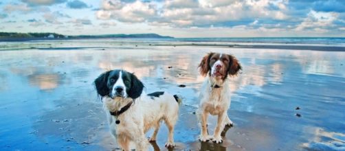 Image of dogs courtesy of Flickr.