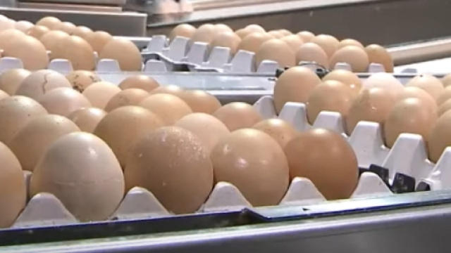 Attenzioni puntate sulle uova anche in Italia