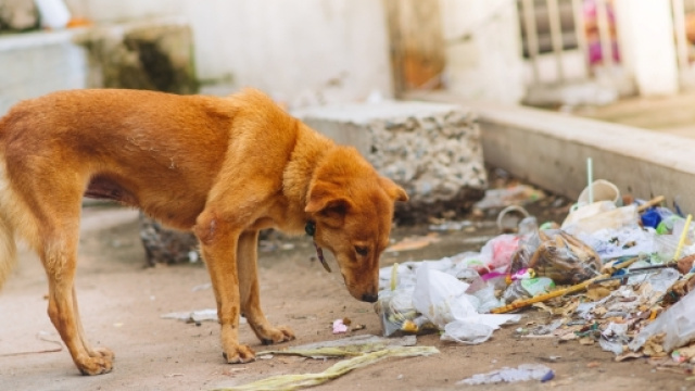Cane abbandonato trovato morto in terrazzo.