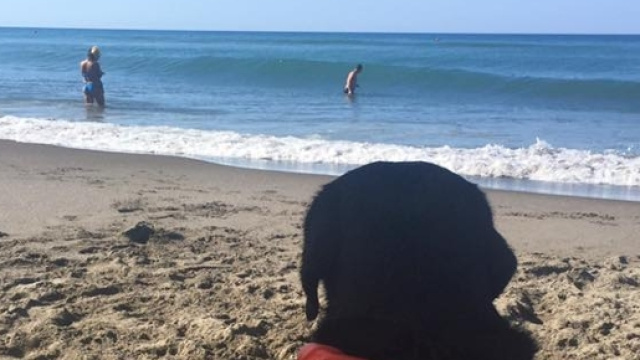 Era di vedetta in spiaggia a controllare i bagnanti il labrador Lux quando a Palinuro ha salvato dalle onde una bimba di 8 anni. Foto: Facebook.