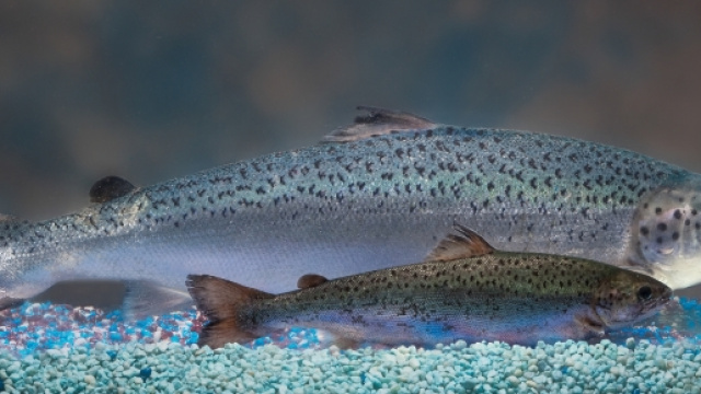 Il supersalmone ha dimensioni esagerate nei confronti del salmone classico