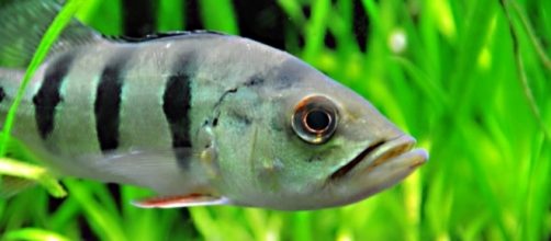 Fish Antibiotics is themost common alternative cure in lieu of the expensive health care.(image by SubtlePanda/Flickr)