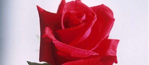 Image Credit: Dept. of Agriculture/ Public domain/Wikimedia Commons