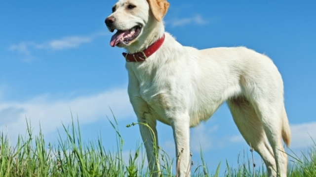 Un cittadino inglese ha confessato di aver avuto rapporti con un labrador