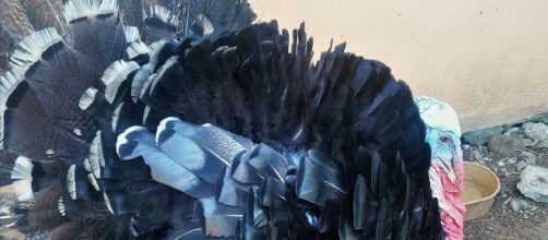 Biological time bomb? Birds like this turkey could spread bird flu in the Philippines. (Photo: Ben Kritz)