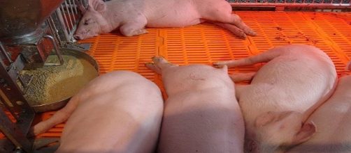 Pigs are now seen as source of organs that can be transplanted into a human / Photo via This user loves Krittaya , Wikimedia Commons