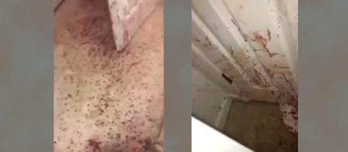 A German shepherd dog protected his family's home when an intruder broke in [Image: YouTube/World Viral videos]