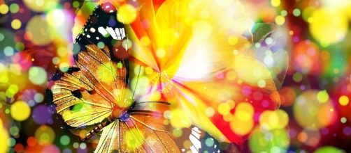 Free illustration: Butterfly, Bokeh, Magic, Dream - Free Image on ... - pixabay.com