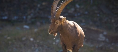 Free photo: Capricorn, Ibex, Animal, Horn, Goat - Free Image on ... - pixabay.com