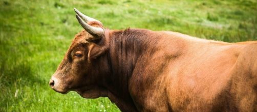 Astrologers say: To get through your day today, Ox- do one thing at a time - Image via pixabay.com